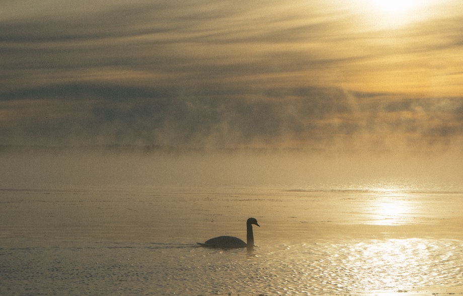 Joutsen uiskentelemassa harmaassa vedessä, jota kalpea aurinko valaisee.